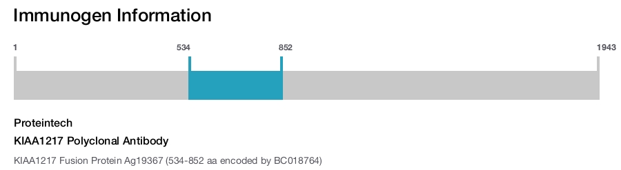 KIAA1217 Polyclonal Antibody