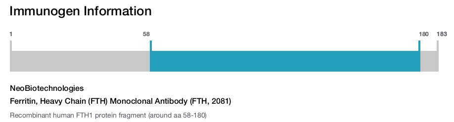 Ferritin, Heavy Chain (FTH) Monoclonal Antibody (FTH, 2081)