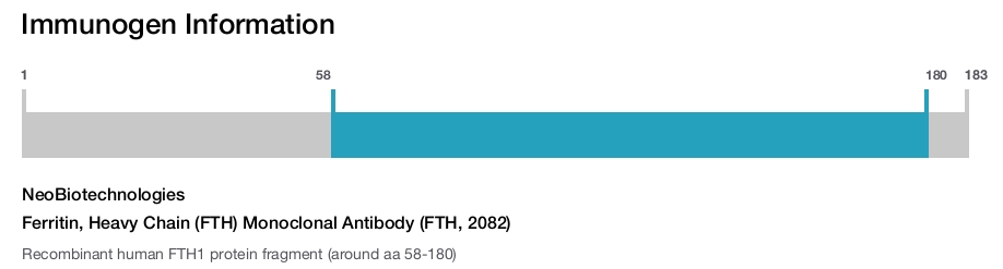 Ferritin, Heavy Chain (FTH) Monoclonal Antibody (FTH, 2082)