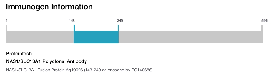 NAS1/SLC13A1 Polyclonal Antibody