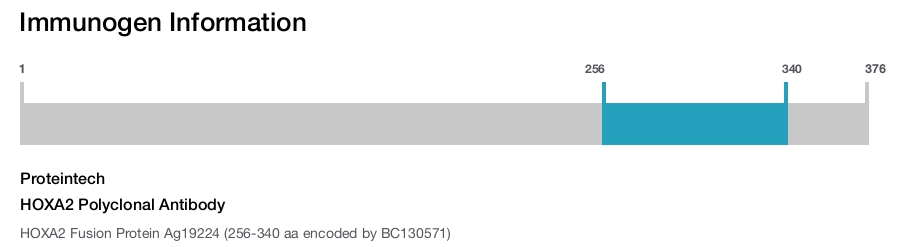 HOXA2 Polyclonal Antibody