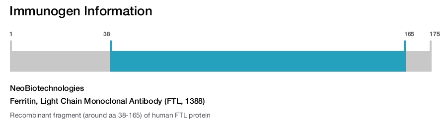 Ferritin, Light Chain Monoclonal Antibody (FTL, 1388)