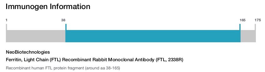Ferritin, Light Chain (FTL) Recombinant Rabbit Monoclonal Antibody (FTL, 2338R)