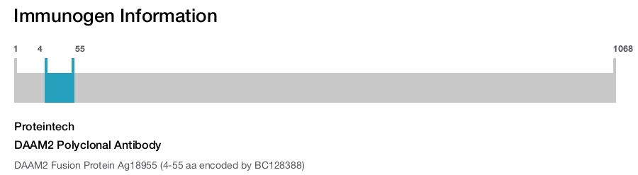 DAAM2 Polyclonal Antibody