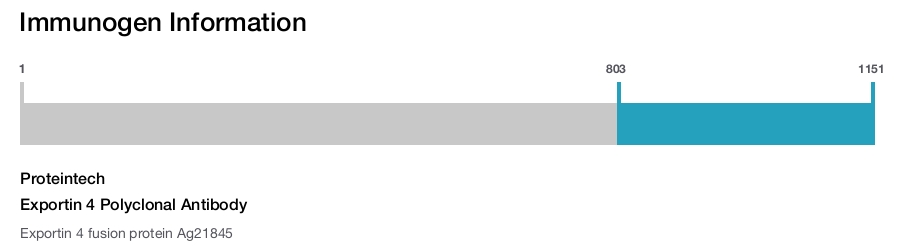 Exportin 4 Polyclonal Antibody
