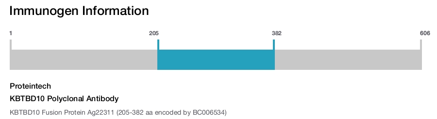 KBTBD10 Polyclonal Antibody