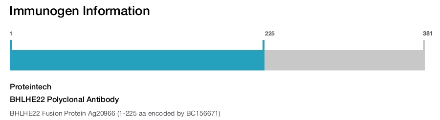 BHLHE22 Polyclonal Antibody