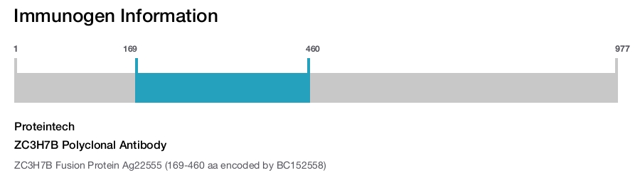 ZC3H7B Polyclonal Antibody