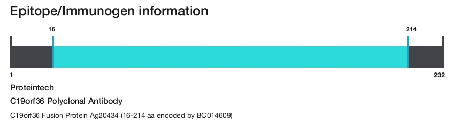 C19orf36 Polyclonal Antibody