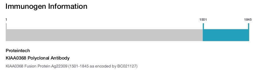 KIAA0368 Polyclonal Antibody