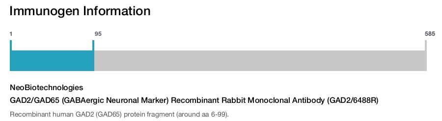 GAD2/GAD65 (GABAergic Neuronal Marker) Recombinant Rabbit Monoclonal Antibody (GAD2/6488R)