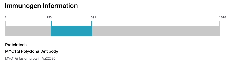 MYO1G Polyclonal Antibody