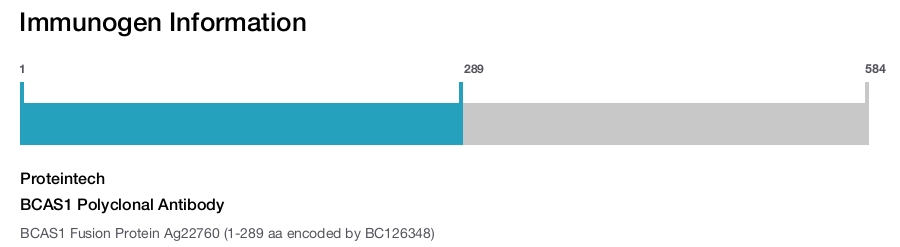 BCAS1 Polyclonal Antibody