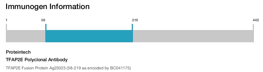 TFAP2E Polyclonal Antibody