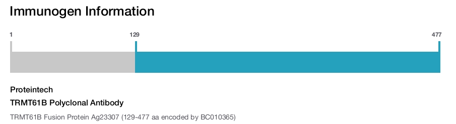 TRMT61B Polyclonal Antibody