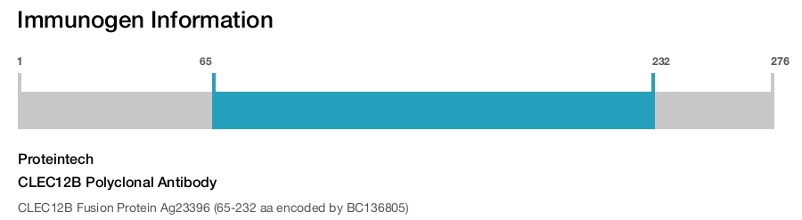 CLEC12B Polyclonal Antibody