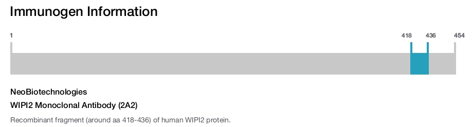 WIPI2 Monoclonal Antibody (2A2)