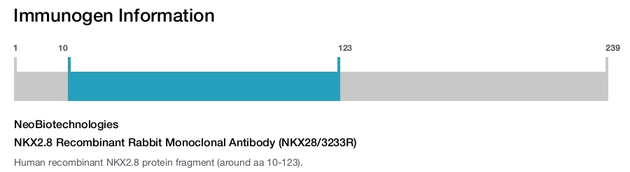 NKX2.8 Recombinant Rabbit Monoclonal Antibody (NKX28/3233R)