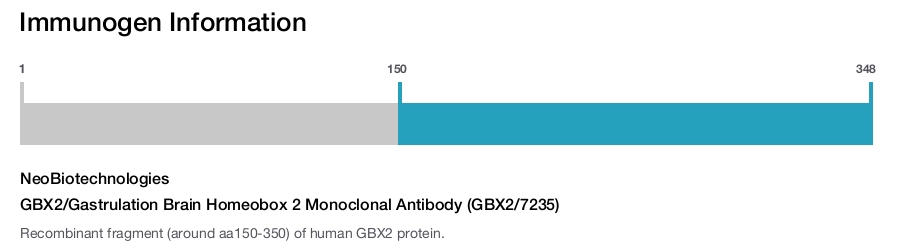 GBX2/Gastrulation Brain Homeobox 2 Monoclonal Antibody (GBX2/7235)