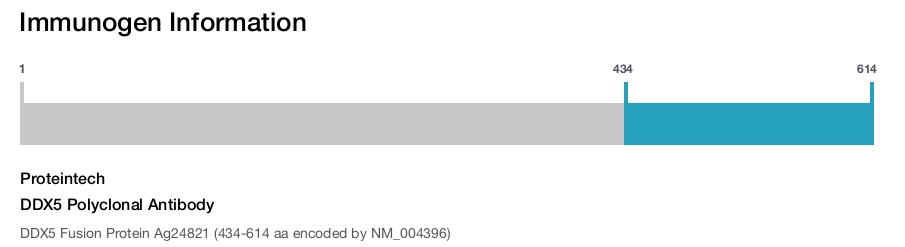 DDX5 Polyclonal Antibody