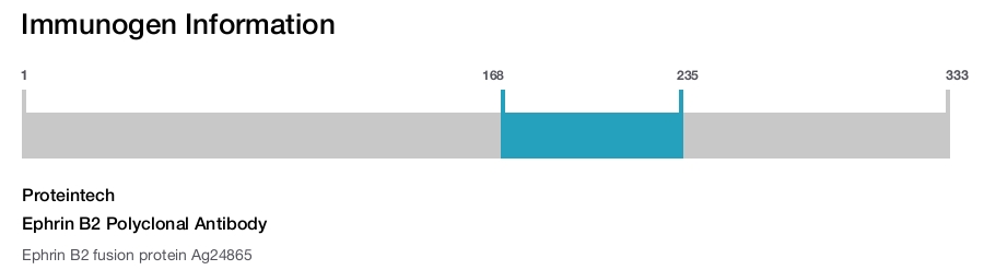Ephrin B2 Polyclonal Antibody