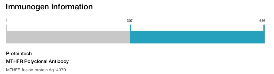 MTHFR Polyclonal Antibody