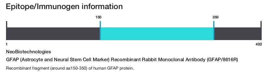 GFAP (Astrocyte and Neural Stem Cell Marker) Recombinant Rabbit Monoclonal Antibody (GFAP/8616R)