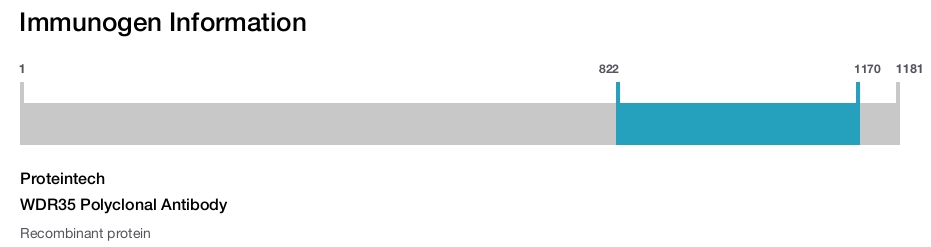 WDR35 Polyclonal Antibody