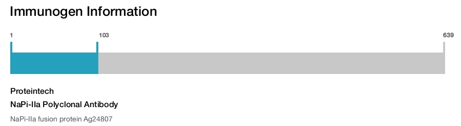 NaPi-IIa Polyclonal Antibody