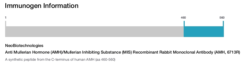Anti Mullerian Hormone (AMH)/Mullerian Inhibiting Substance (MIS) Recombinant Rabbit Monoclonal Antibody (AMH, 6713R)