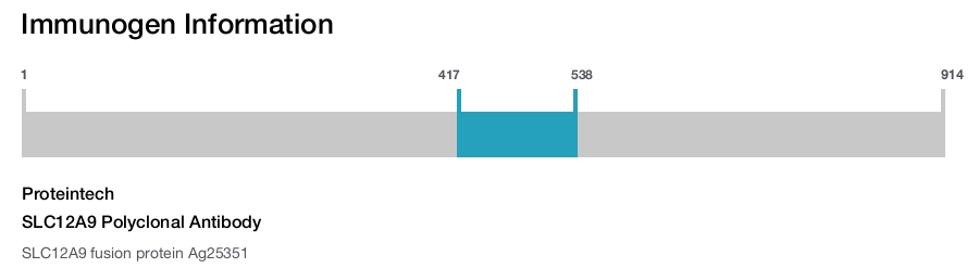SLC12A9 Polyclonal Antibody