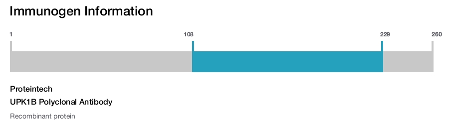 UPK1B Polyclonal Antibody