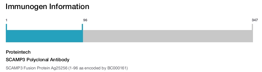SCAMP3 Polyclonal Antibody