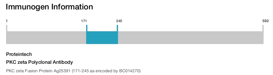 PKC zeta Polyclonal Antibody