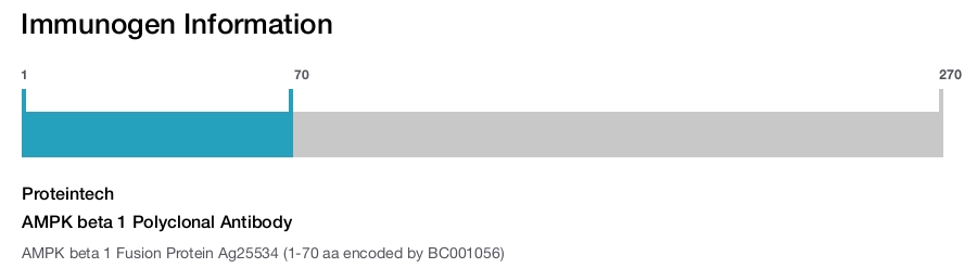 AMPK beta 1 Polyclonal Antibody