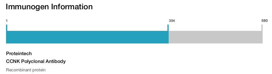 CCNK Polyclonal Antibody