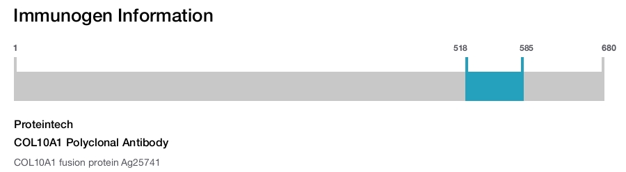 COL10A1 Polyclonal Antibody