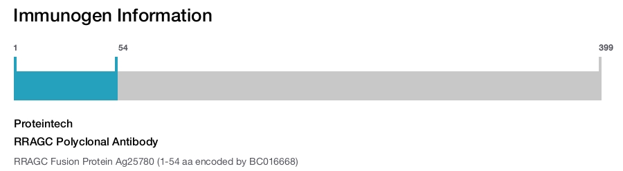 RRAGC Polyclonal Antibody