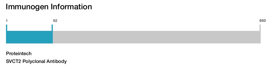 SVCT2 Polyclonal Antibody