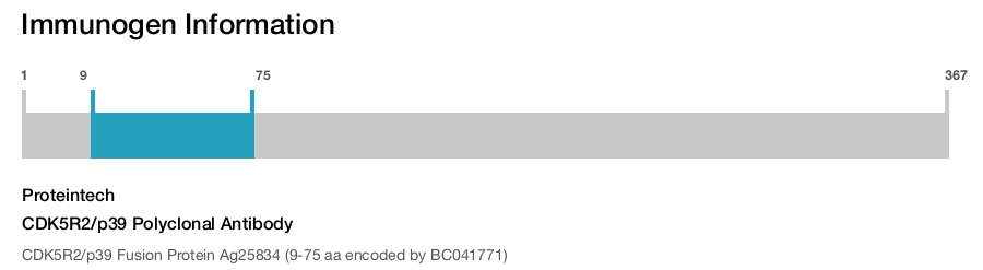 CDK5R2/p39 Polyclonal Antibody