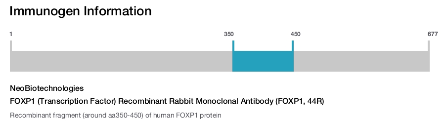 FOXP1 (Transcription Factor) Recombinant Rabbit Monoclonal Antibody (FOXP1, 44R)
