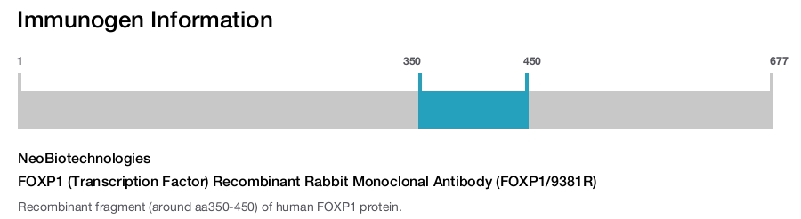 FOXP1 (Transcription Factor) Recombinant Rabbit Monoclonal Antibody (FOXP1/9381R)