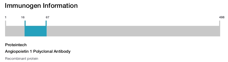 Angiopoietin 1 Polyclonal Antibody
