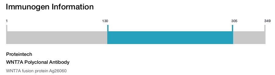 WNT7A Polyclonal Antibody