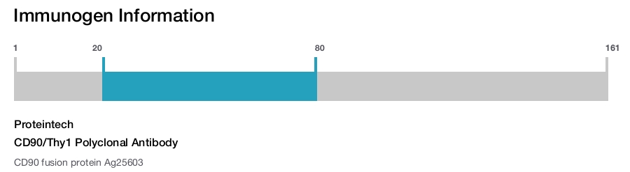 CD90/Thy1 Polyclonal Antibody