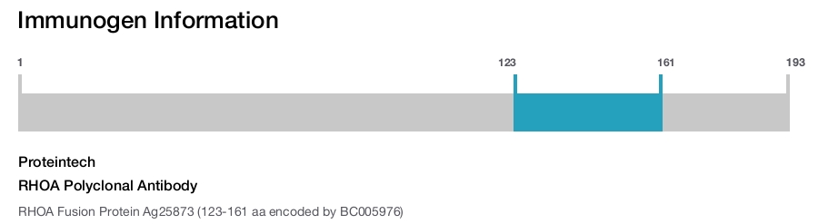 RHOA Polyclonal Antibody