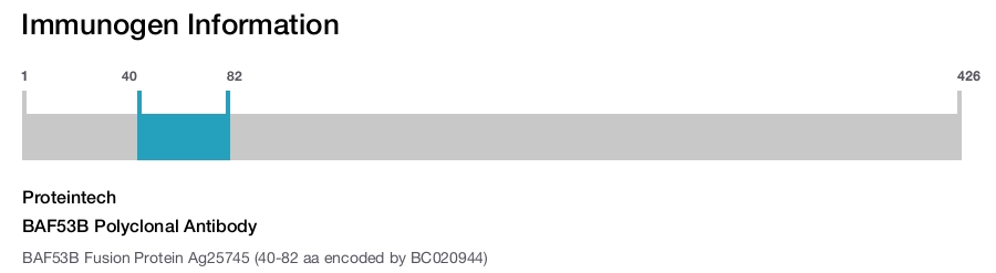 BAF53B Polyclonal Antibody