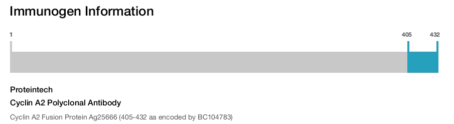 Cyclin A2 Polyclonal Antibody