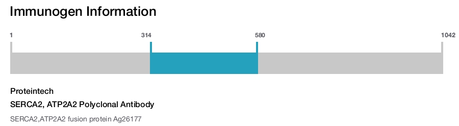 SERCA2, ATP2A2 Polyclonal Antibody