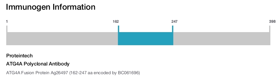 ATG4A Polyclonal Antibody